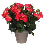 Plante Artificielle - Bgonia Rose - MICA